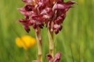 Anacamptis martrinii